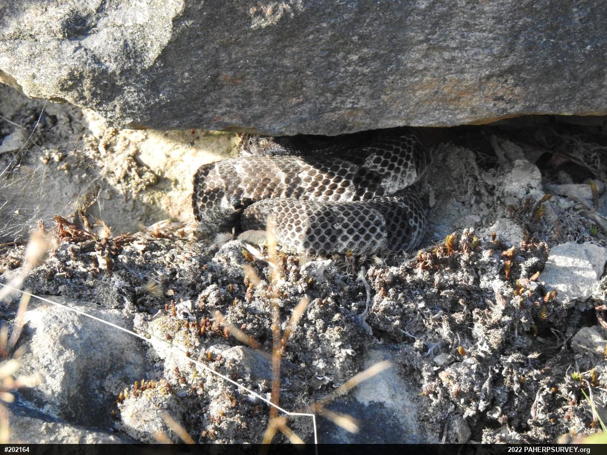 Timber Rattlesnake