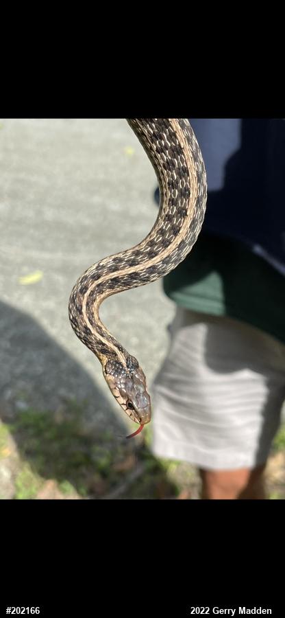 Eastern Gartersnake