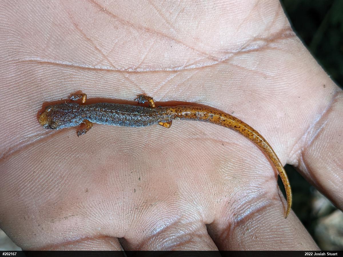 Four-toed Salamander