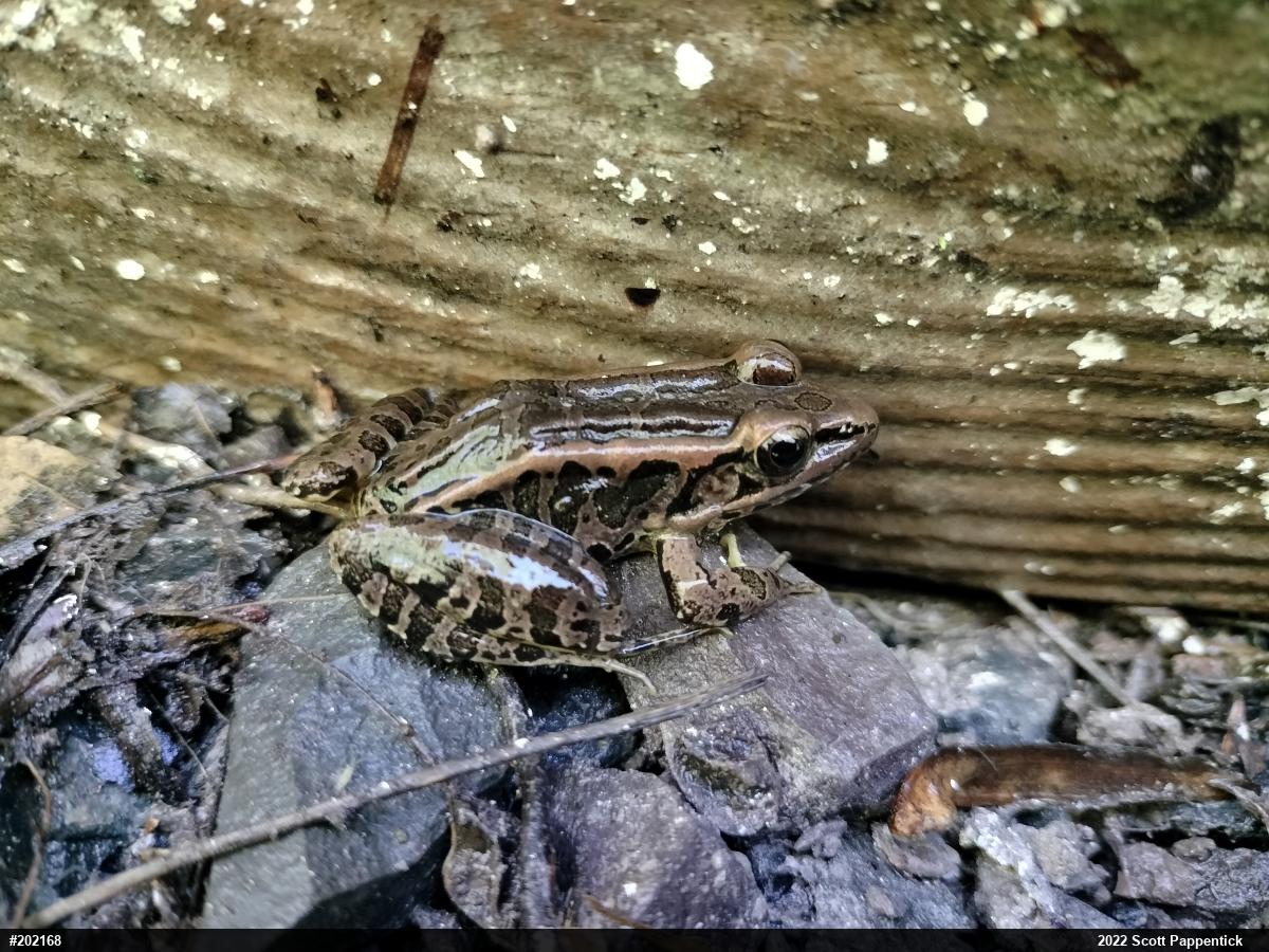Pickerel Frog