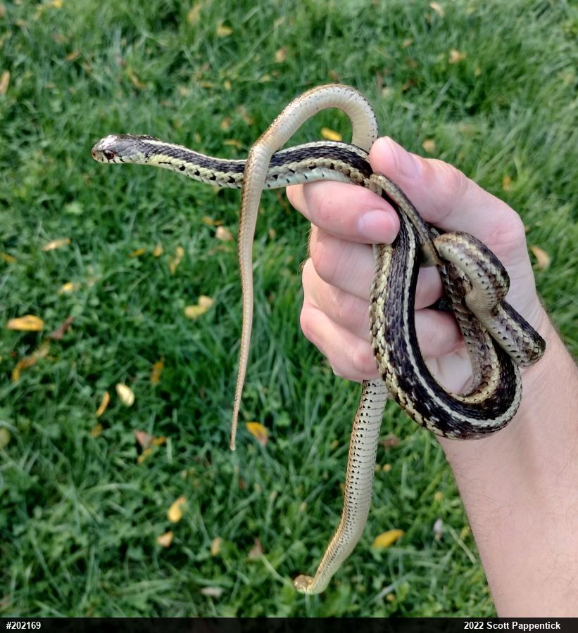 Eastern Gartersnake