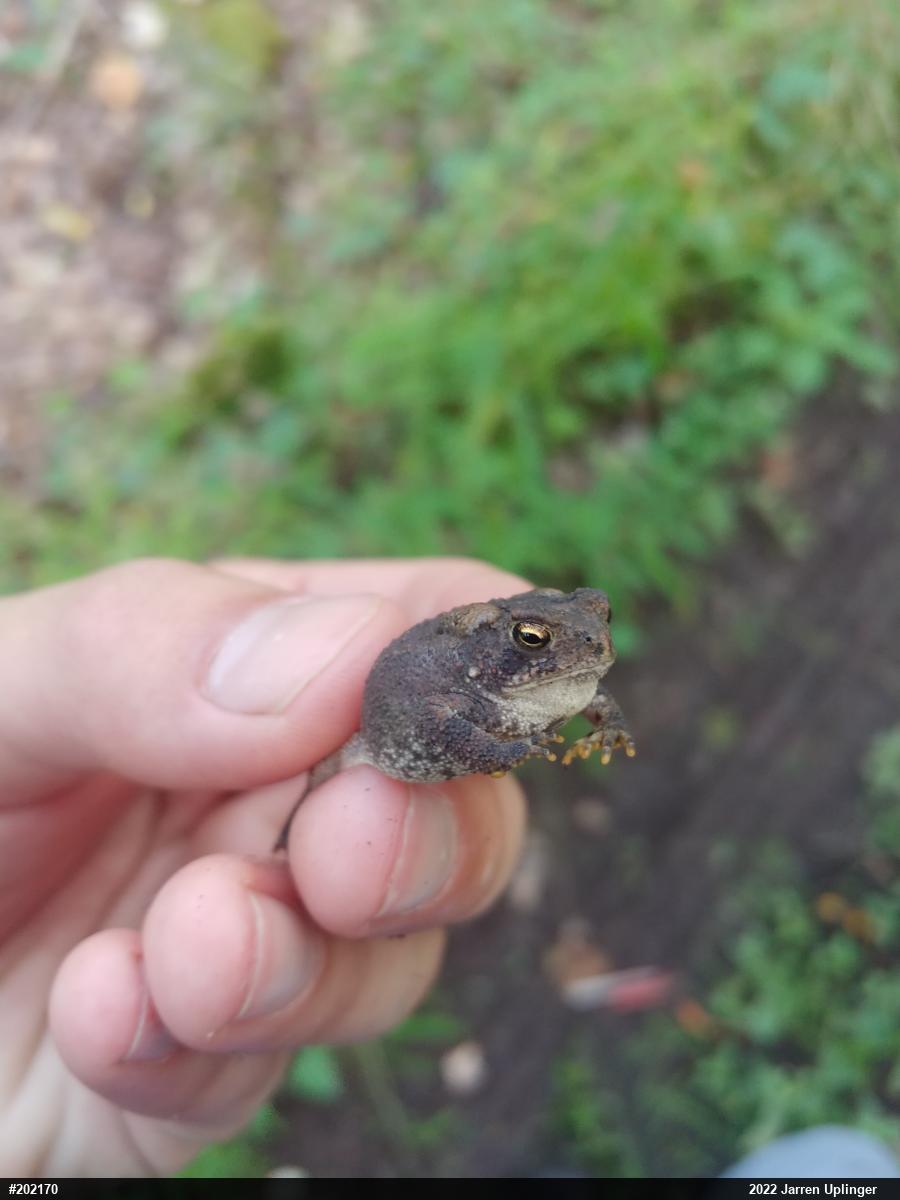 Eastern American Toad