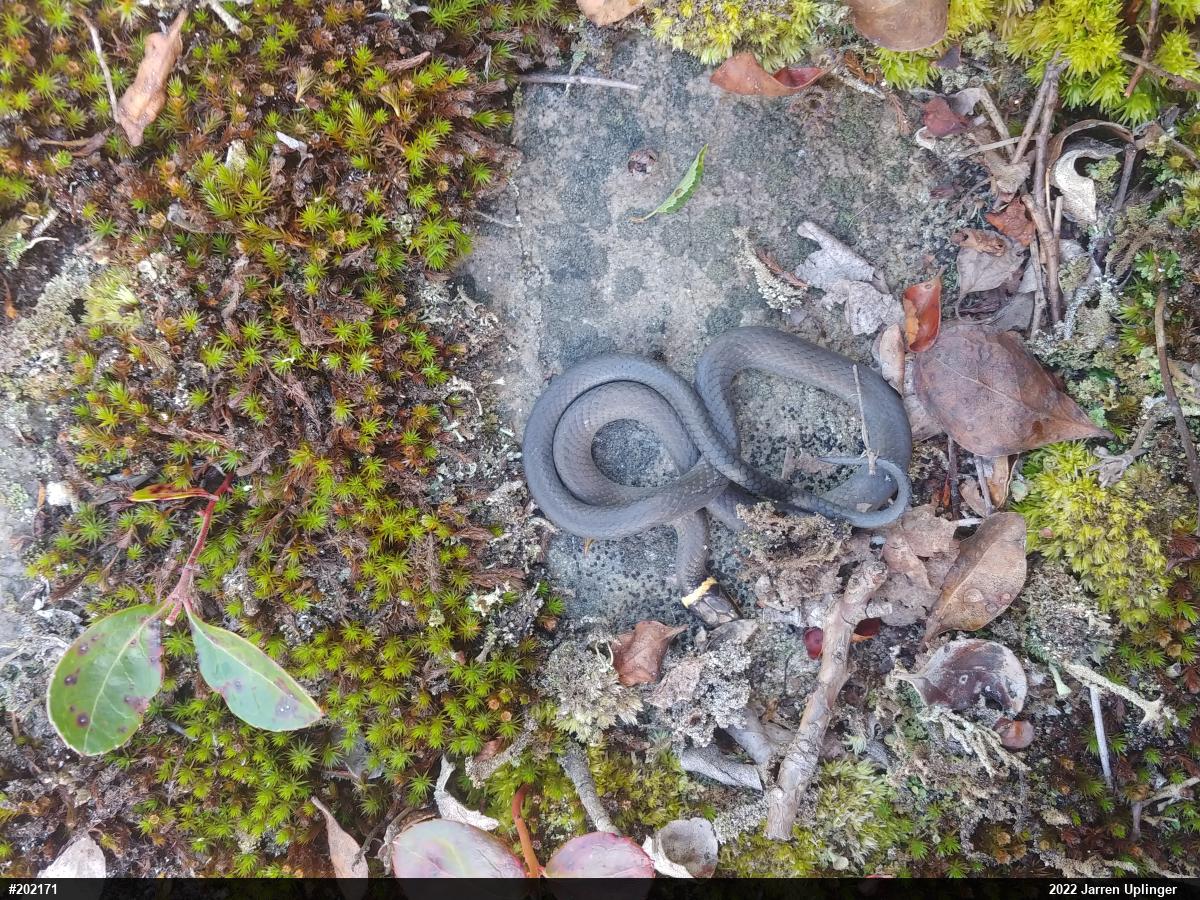 Northern Ring-necked Snake