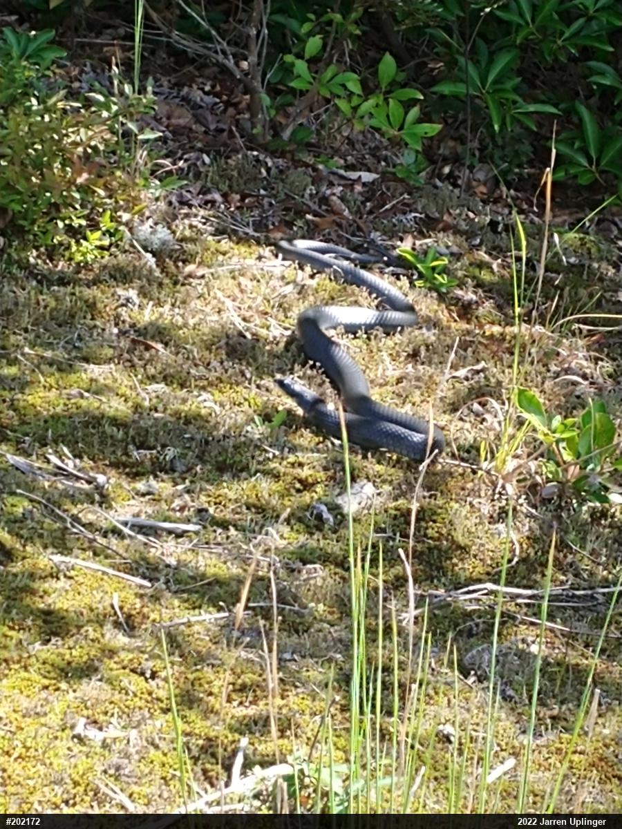 Northern Black Racer