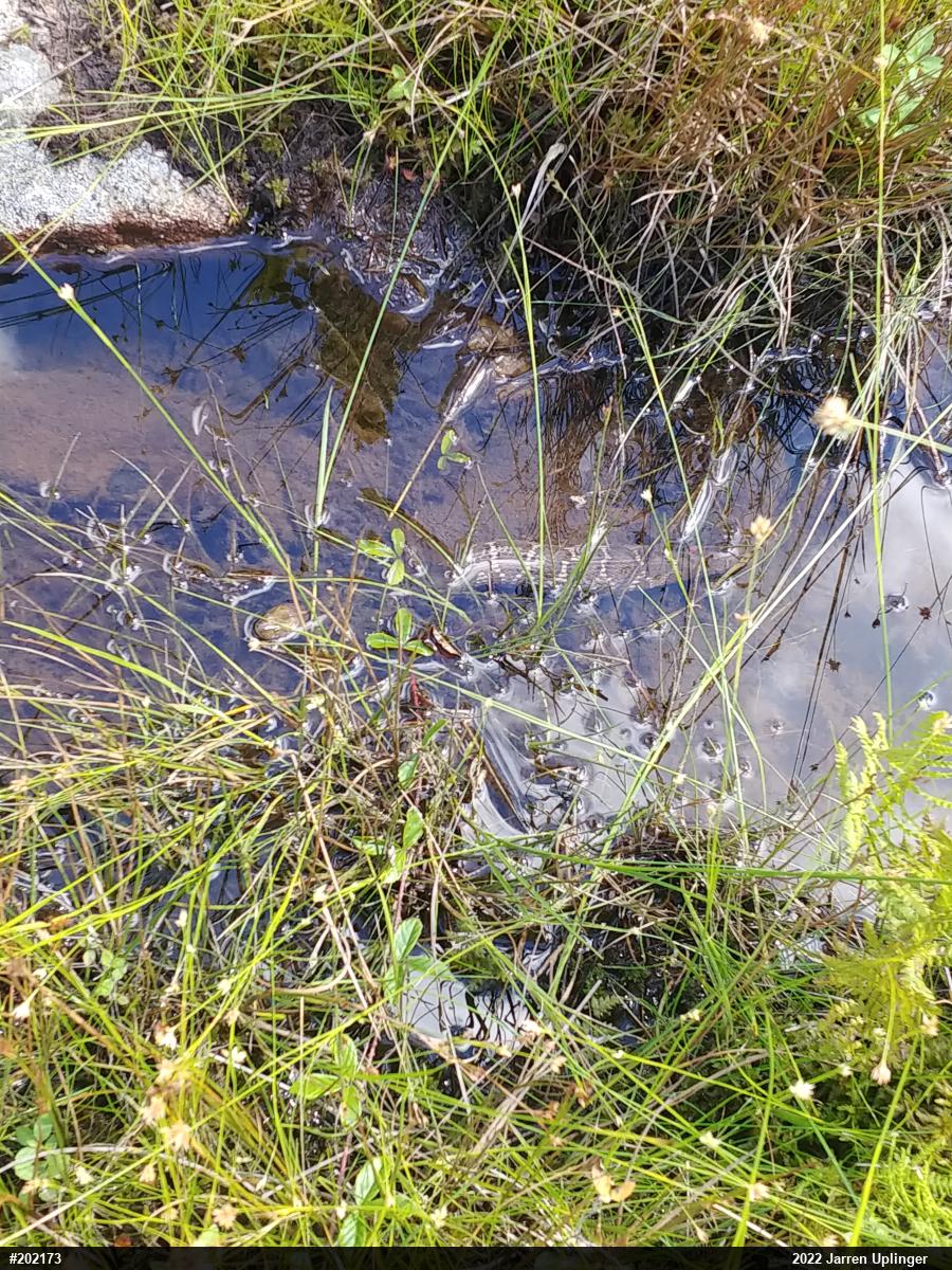 Northern Watersnake