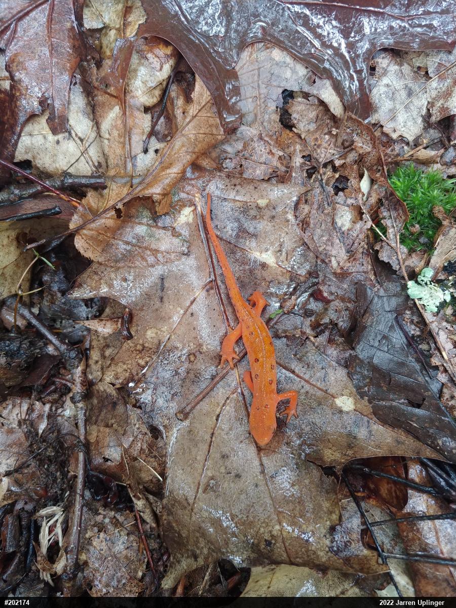Red-spotted Newt