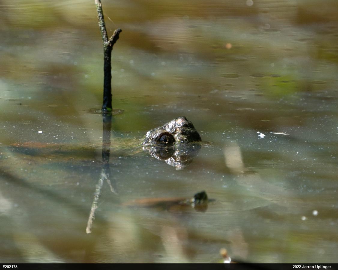 Snapping Turtle