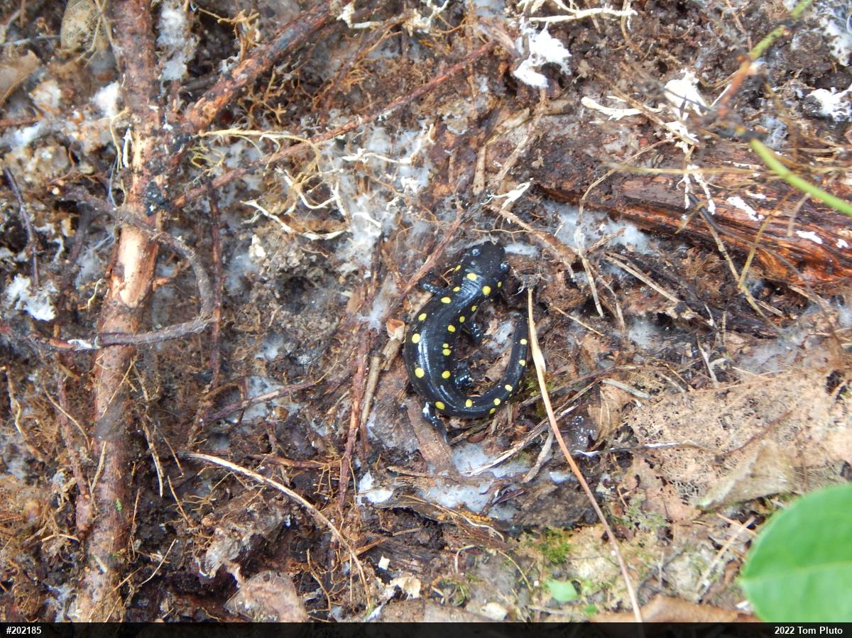 Spotted Salamander