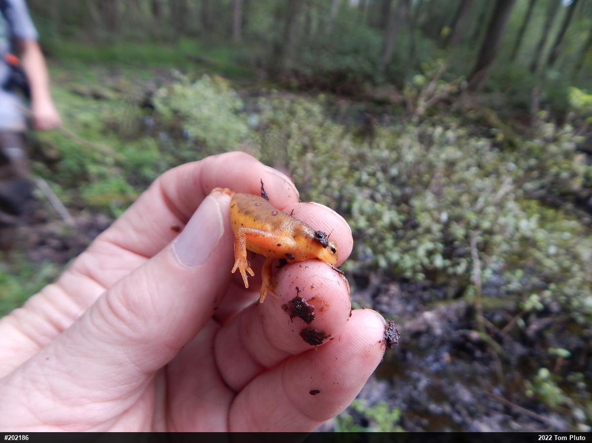 Red-spotted Newt