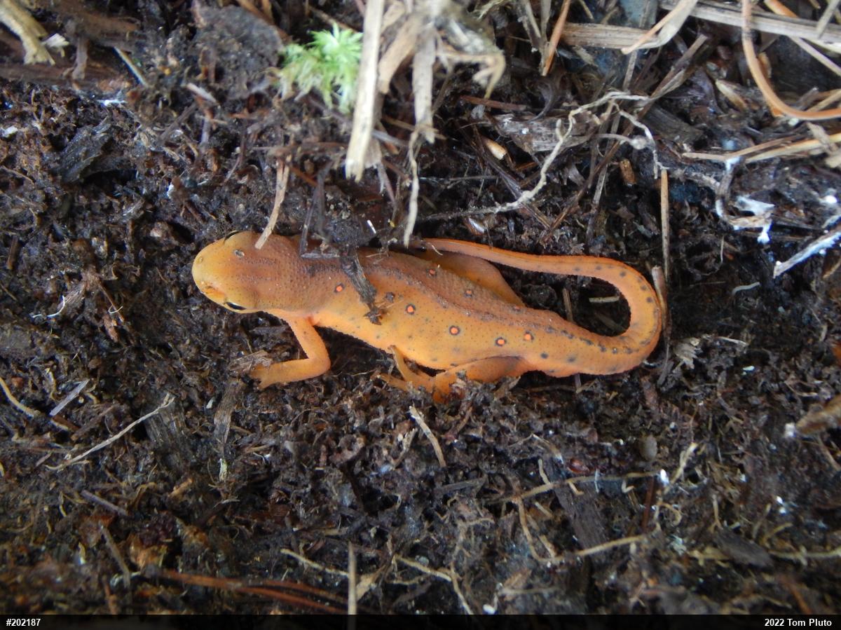 Red-spotted Newt