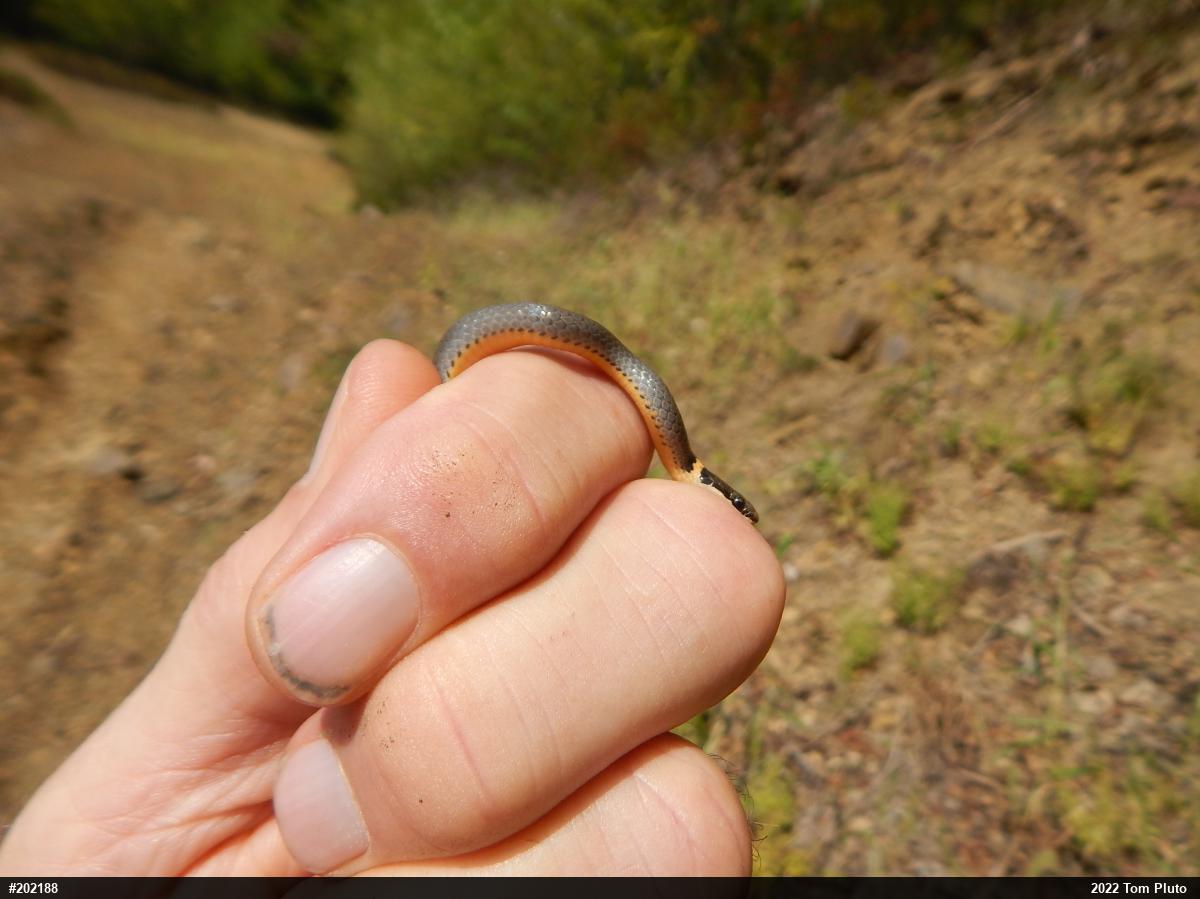 Northern Ring-necked Snake