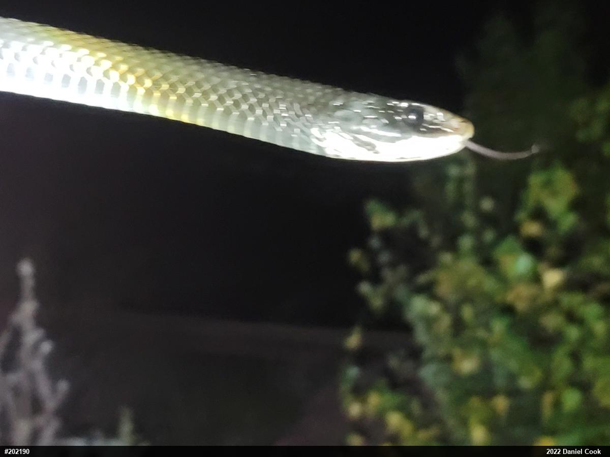 Northern Black Racer