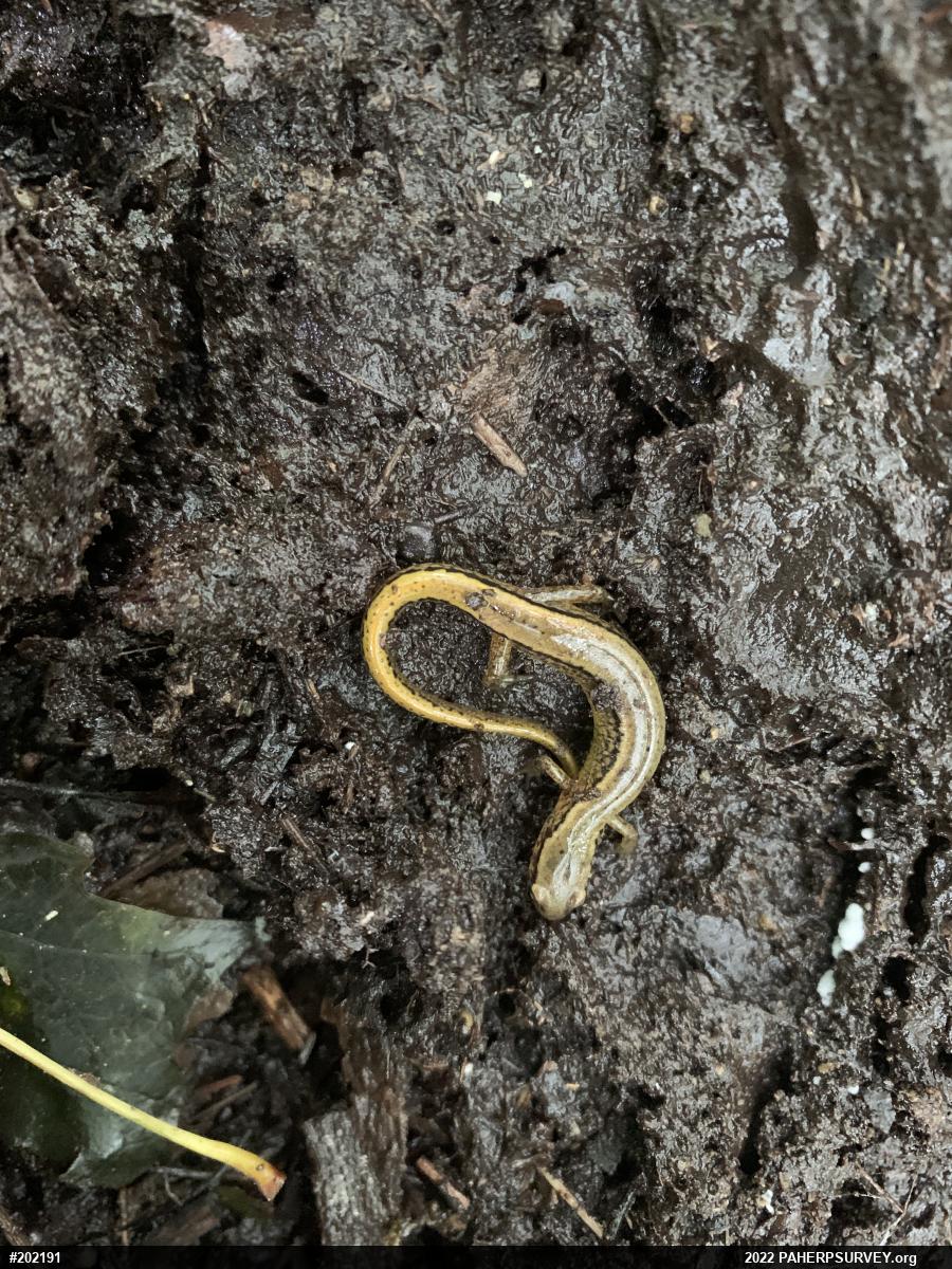 Northern Two-lined Salamander