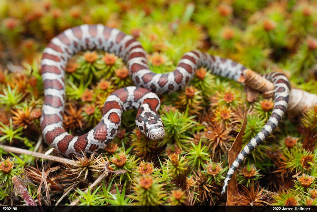Eastern Milksnake