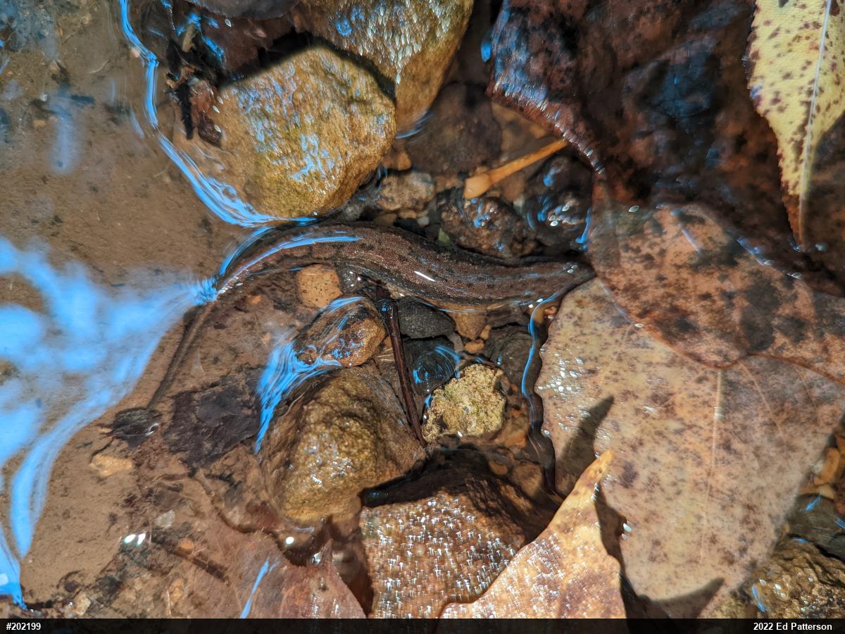 Northern Dusky Salamander