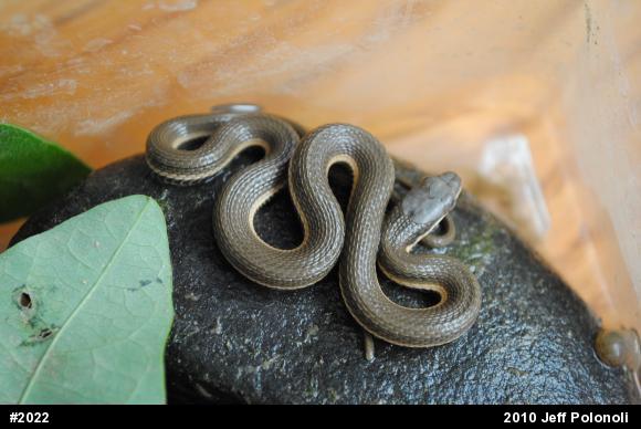 Queensnake
