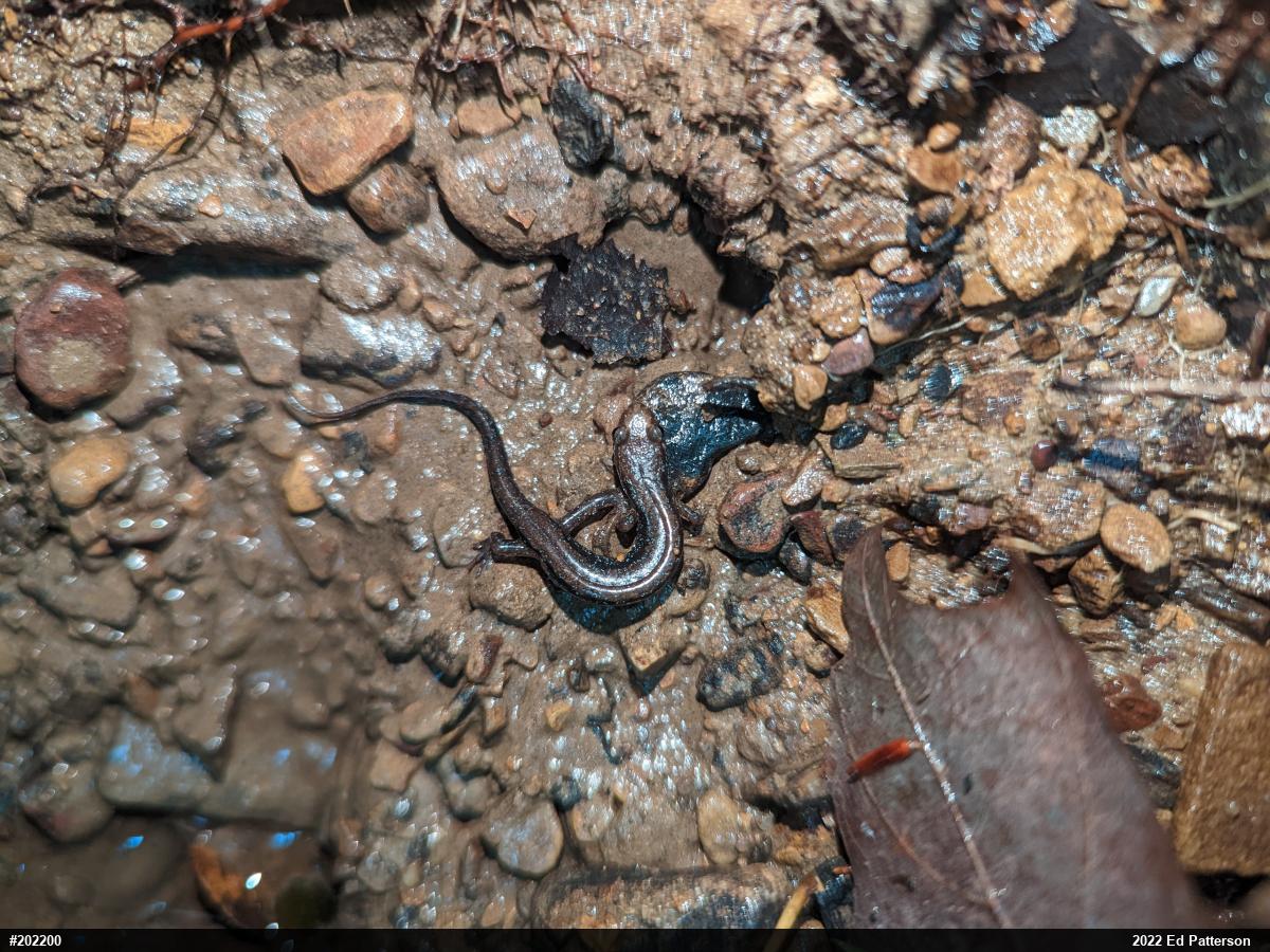Allegheny Mountain Dusky Salamander