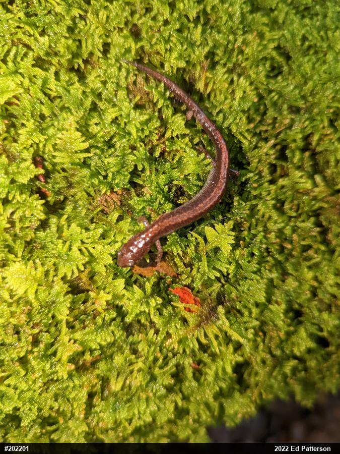 Eastern Red-backed  Salamander