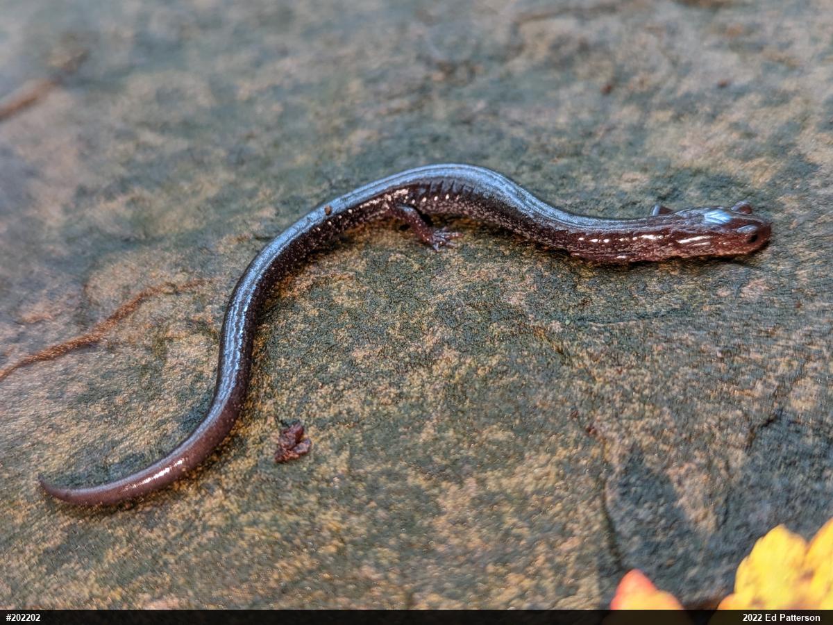 Valley And Ridge Salamander