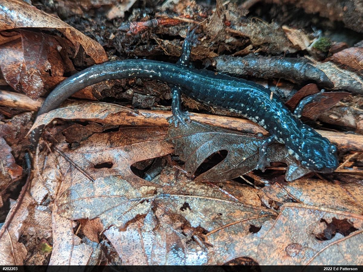 Northern Slimy Salamander