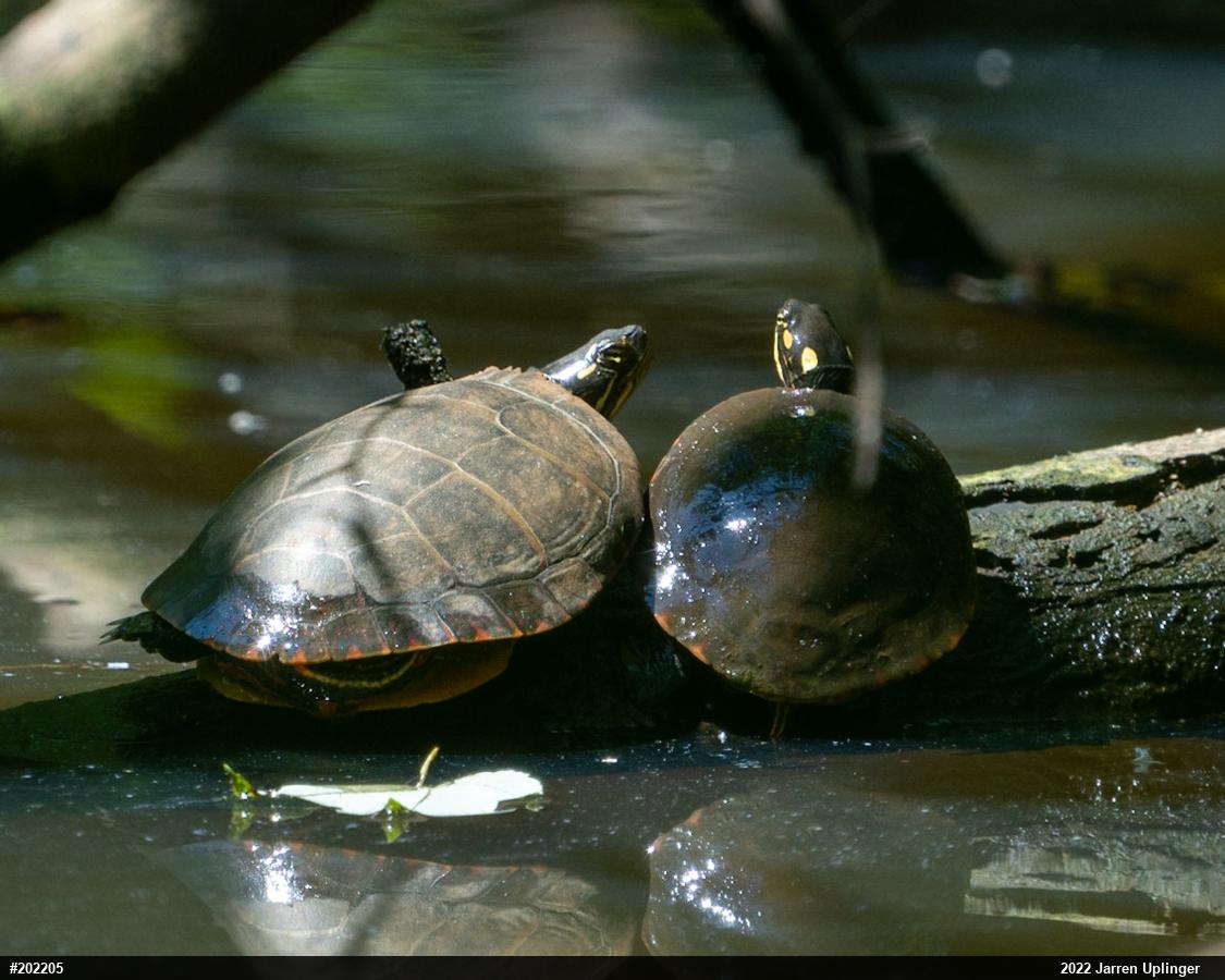 Painted Turtle