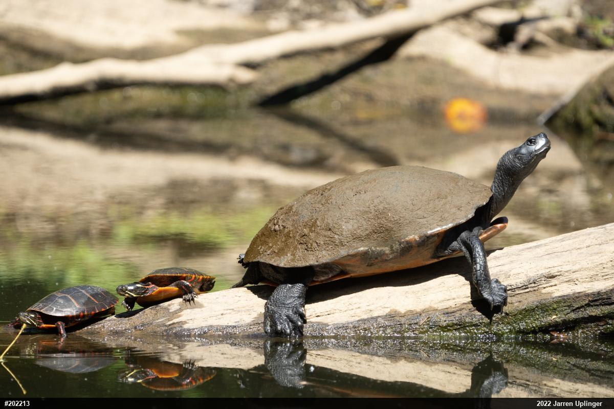 Painted Turtle