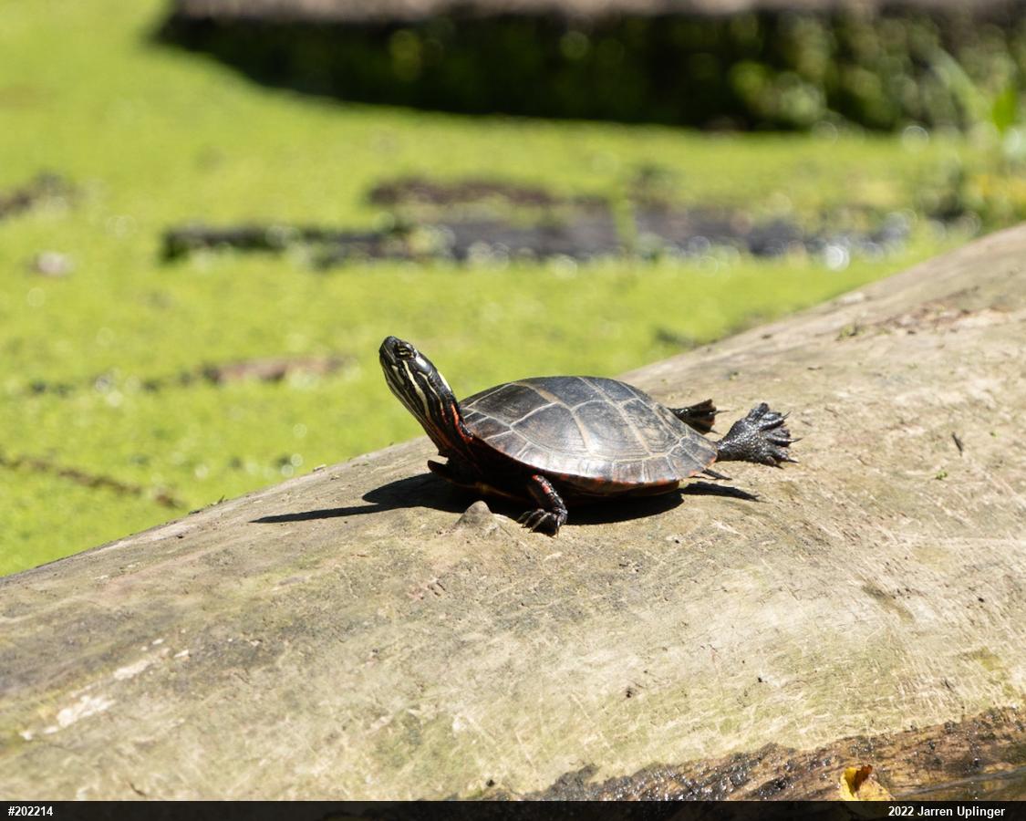 Eastern Painted Turtle