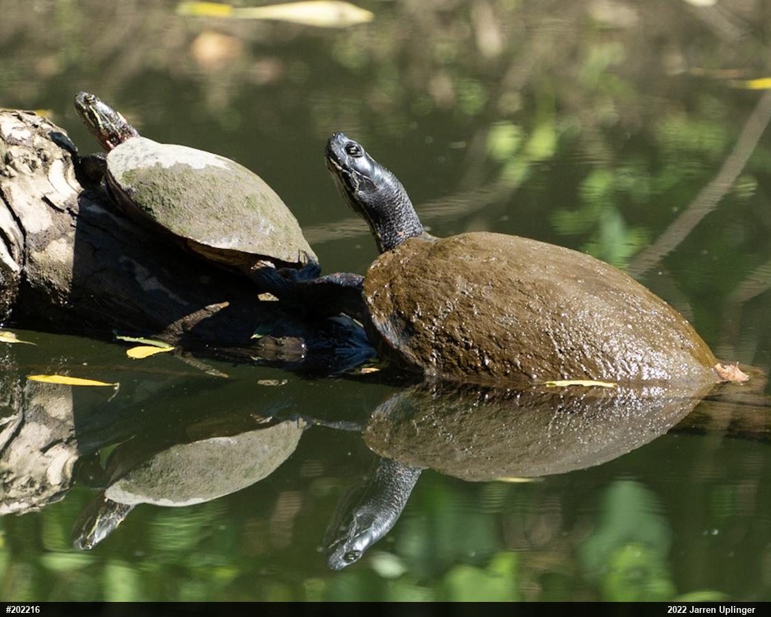 Painted Turtle