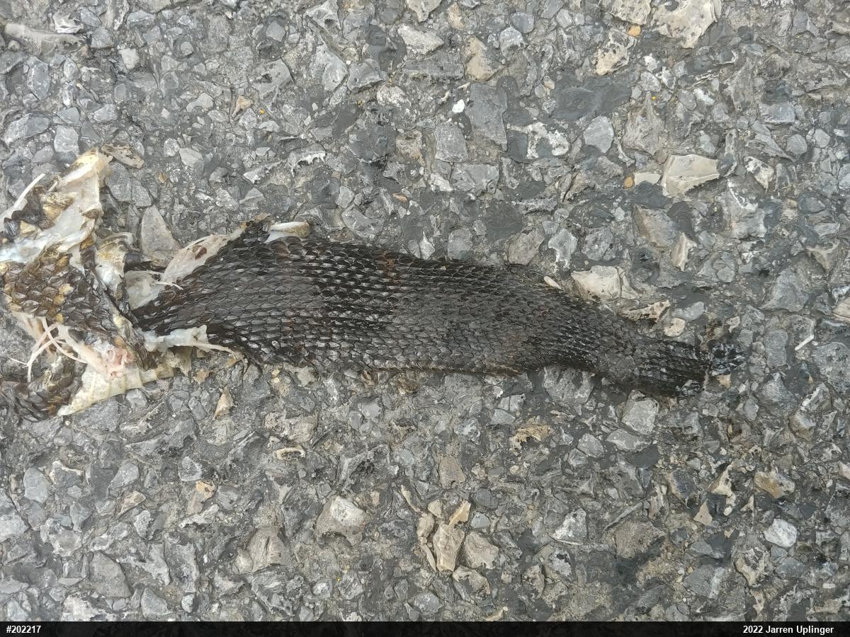 Timber Rattlesnake