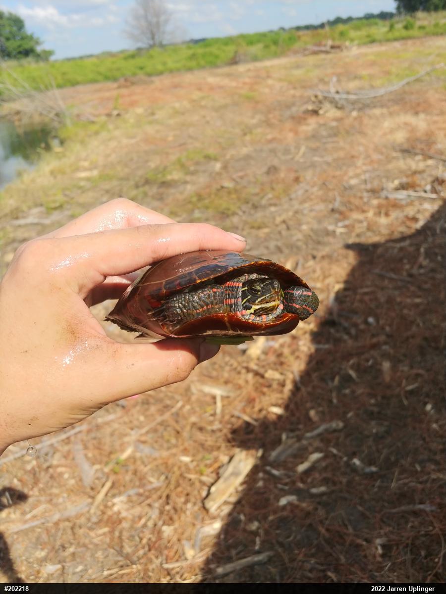 Painted Turtle