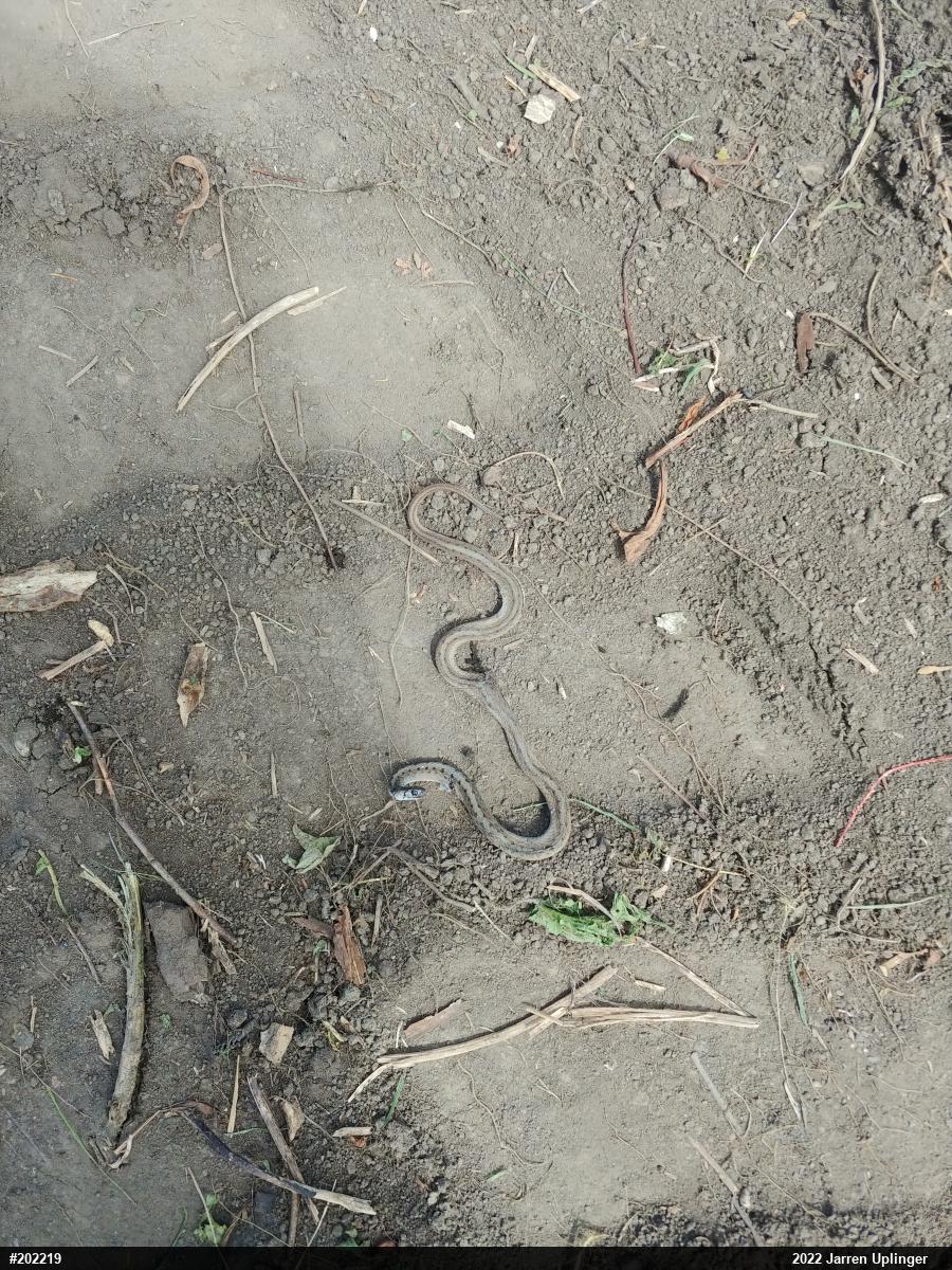 Dekay's Brownsnake