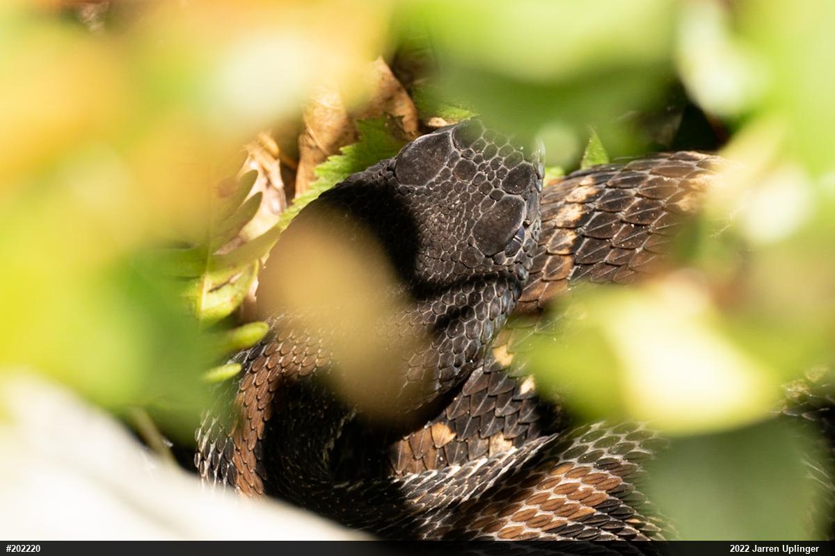 Timber Rattlesnake