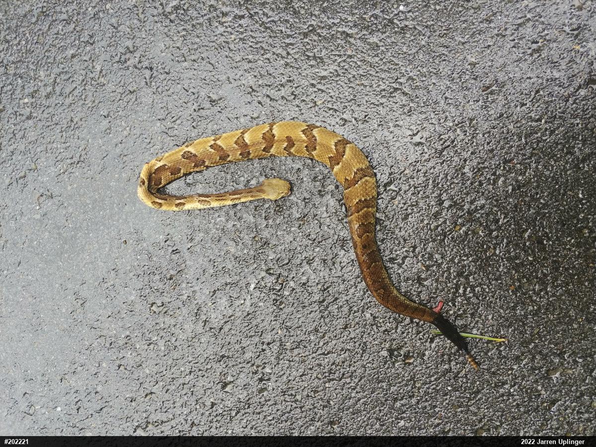 Timber Rattlesnake