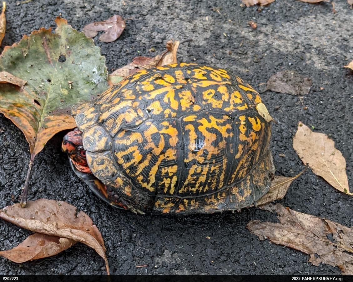 Eastern Box Turtle