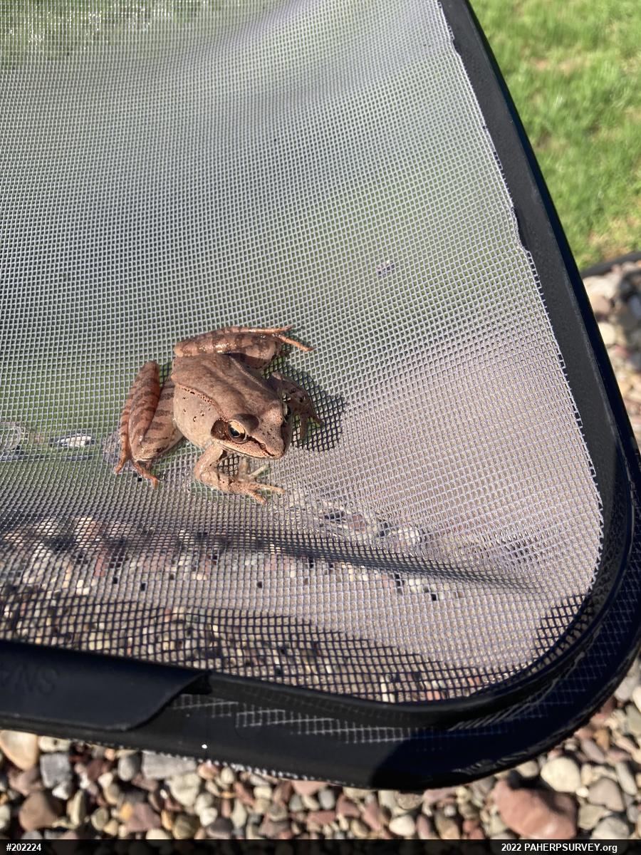 Wood Frog