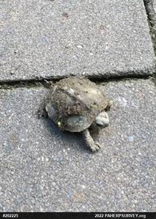 Eastern Box Turtle