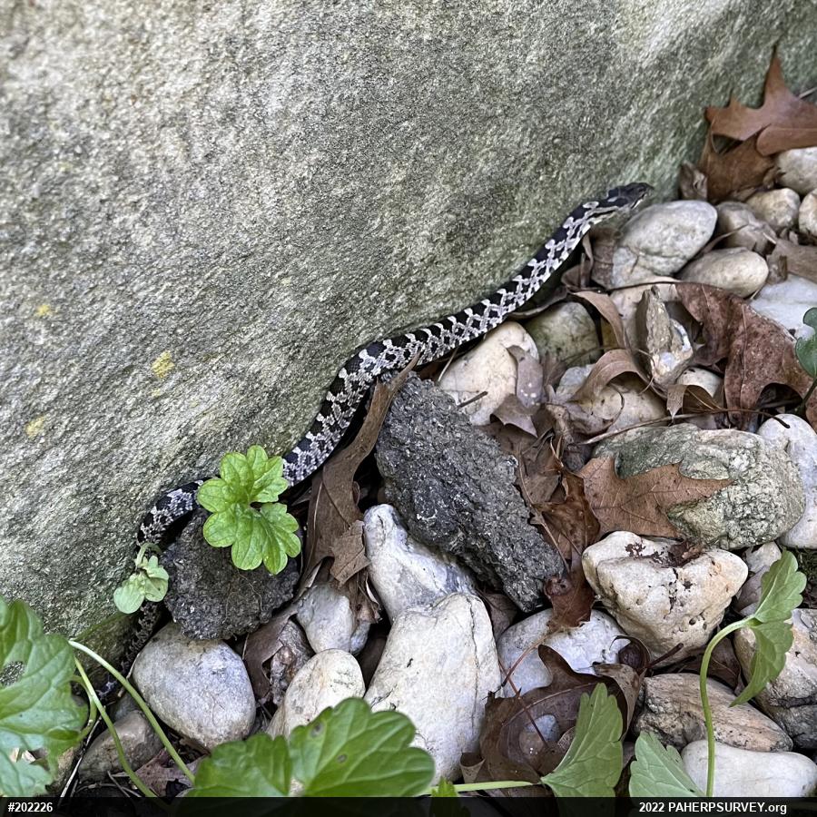 Eastern Ratsnake