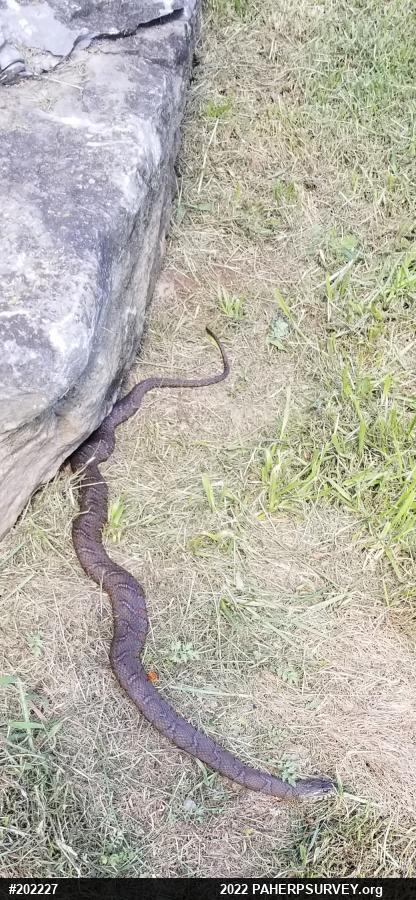 Northern Watersnake