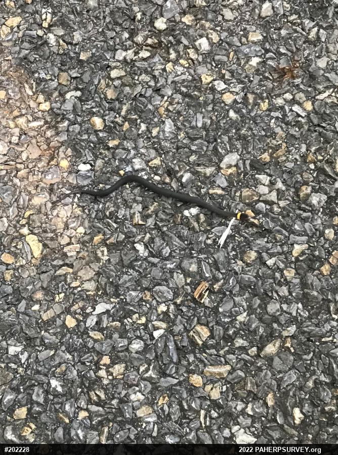 Northern Ring-necked Snake