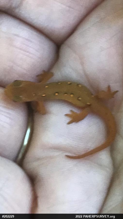 Red-spotted Newt