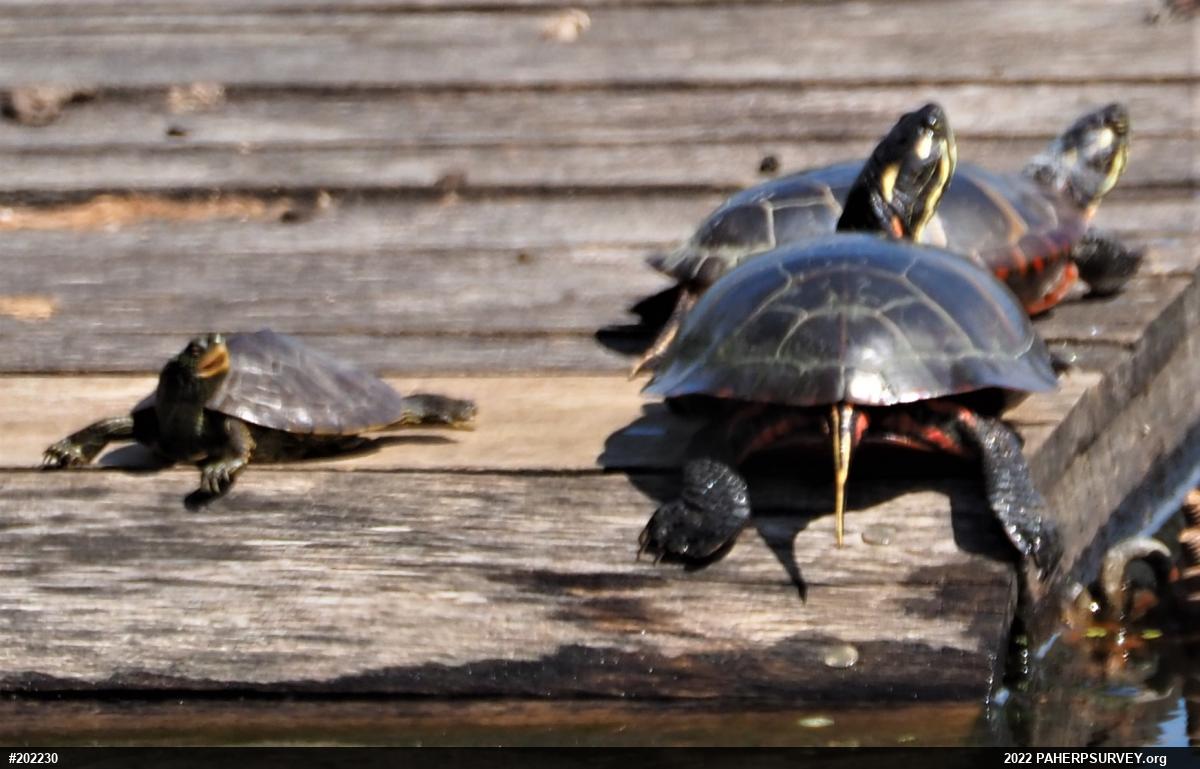 Northern Map Turtle