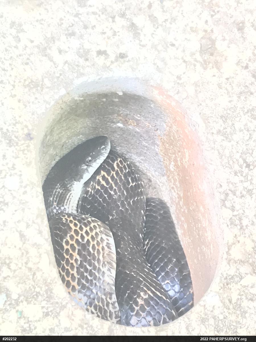Eastern Ratsnake
