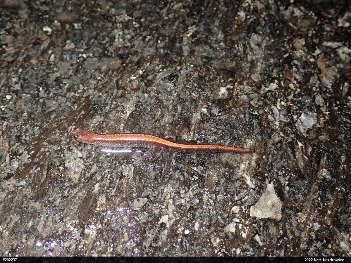Eastern Red-backed  Salamander