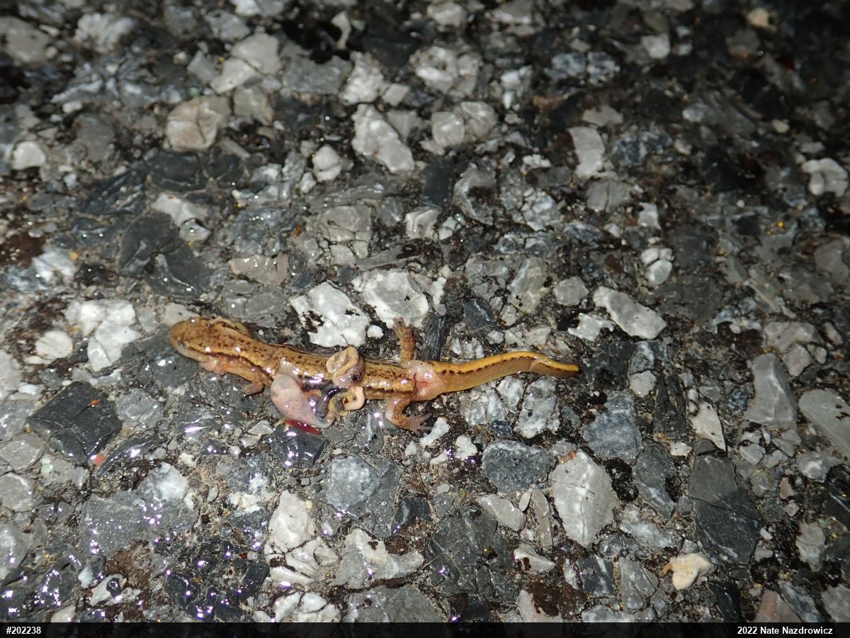 Northern Two-lined Salamander
