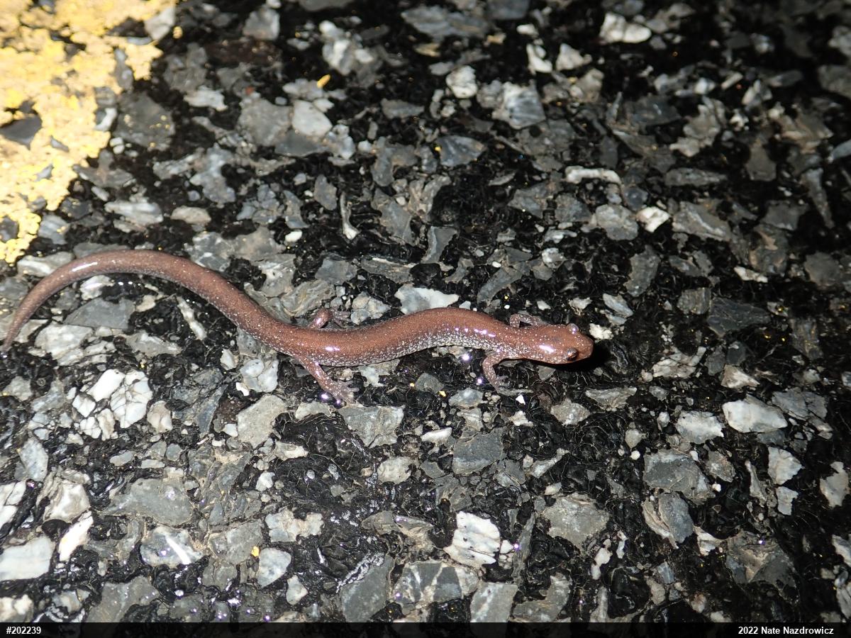 Eastern Red-backed  Salamander