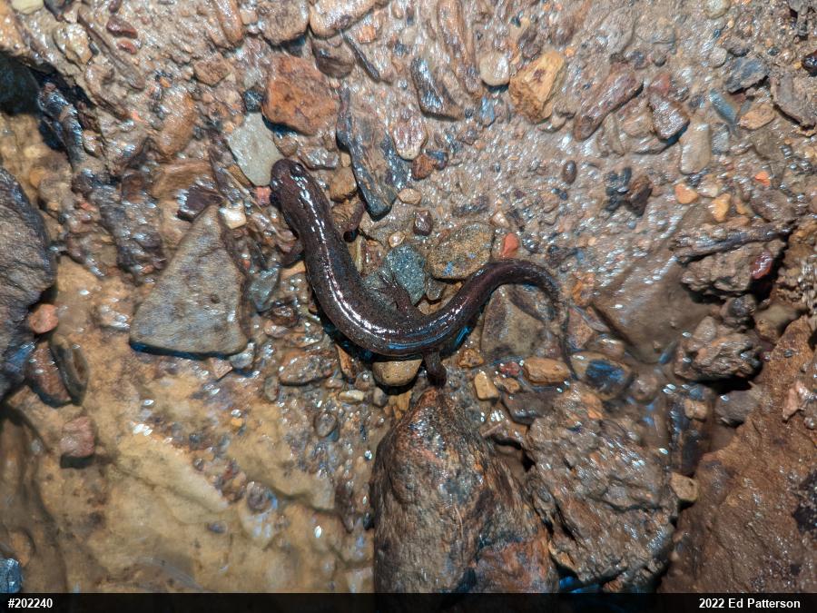 Northern Dusky Salamander