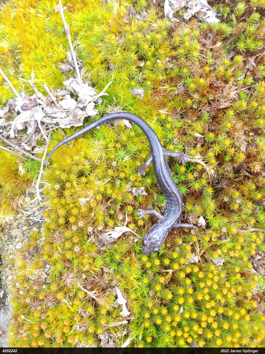 Wehrle's Salamander
