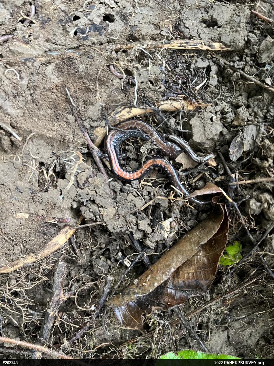 Eastern Red-backed  Salamander