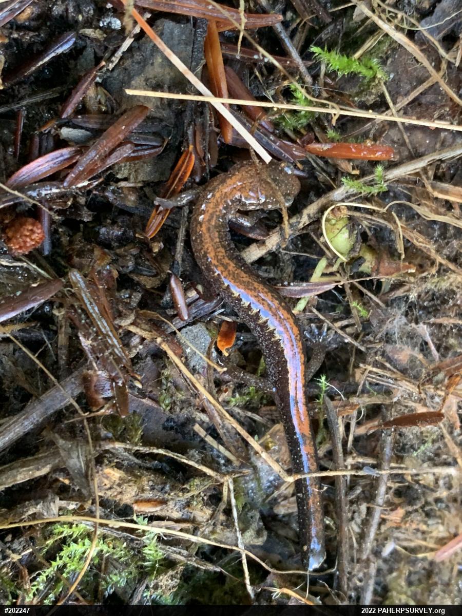 Eastern Red-backed  Salamander