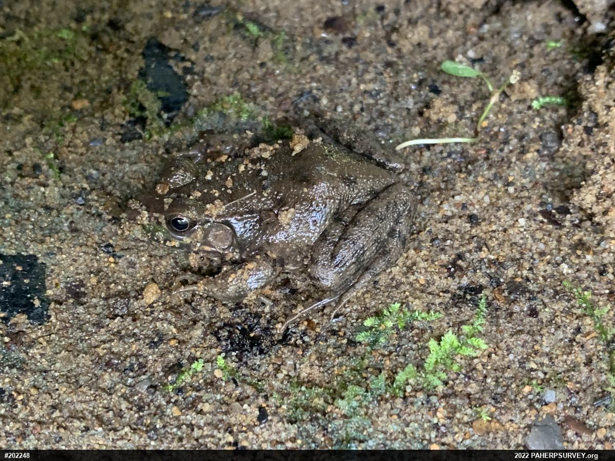 Green Frog